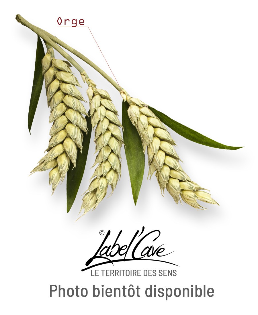 GALLON - Jameson 4.5 L +...